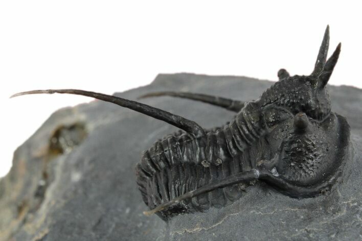 Devil Horned Cyphaspis Walteri Trilobite - Mrakib, Morocco #350490